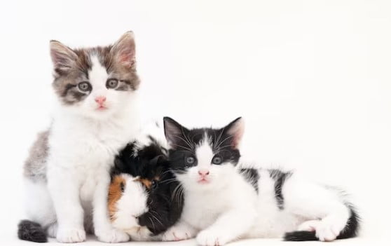 Kucing Makanannya Apa Agar Sehat dan Pintar