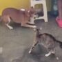 Video Pertempuran Kucing vs Anjing