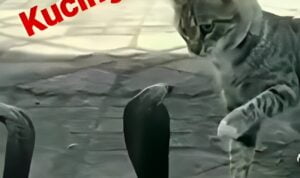 Video Kucing Abu Vs Dua Ular Kobra, Tak Ada Takutnya