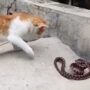 Kuicng Oren vs UIar