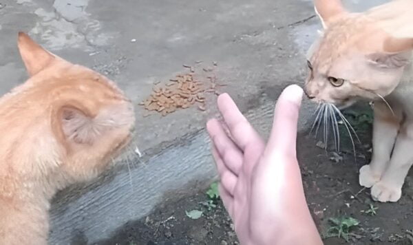Video Pertarungan Dua Kucing Oren Rebutan Pacar, Wasit Kesulitan Melerai