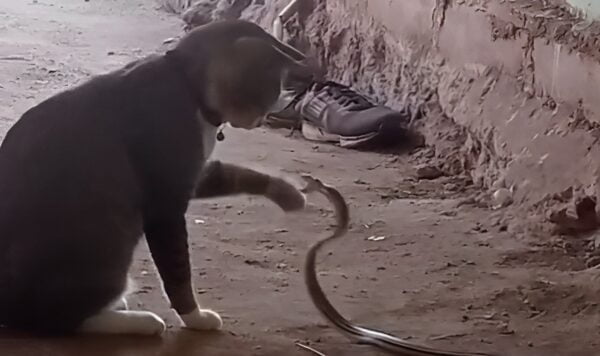 Video Ular Gak Ada Harga Dirinya Dihadapan Kucing, Ditampol Mulu
