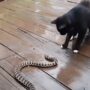Video Kucing Vs Ular Derik, Si Ular Gak Berani Melawan