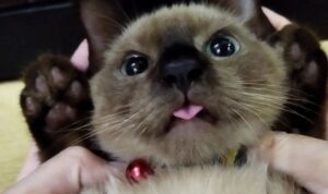 5 Tanda Kucing Menjulurkan Lidah (Melet) Lengkap