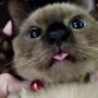 Tanda Kucing Menjulurkan Lidah (Melet) Lengkap