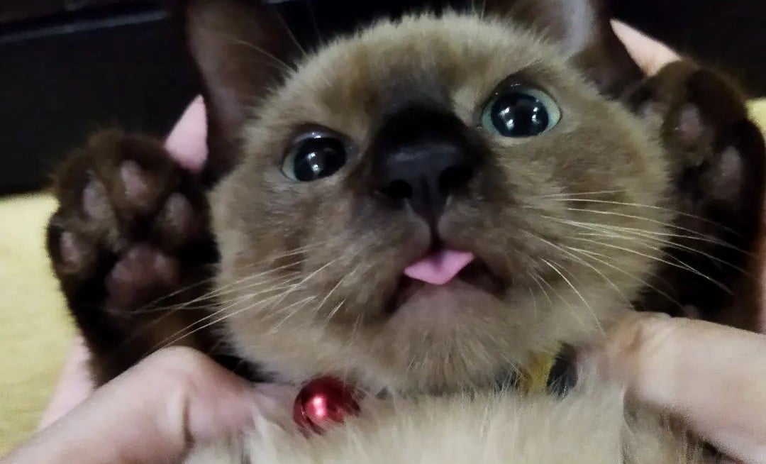 Tanda Kucing Menjulurkan Lidah (Melet) Lengkap