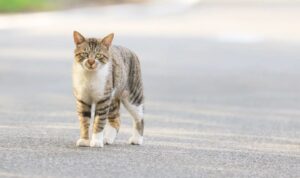 Arti Kucing Mati di Depan Rumah Menurut Islam