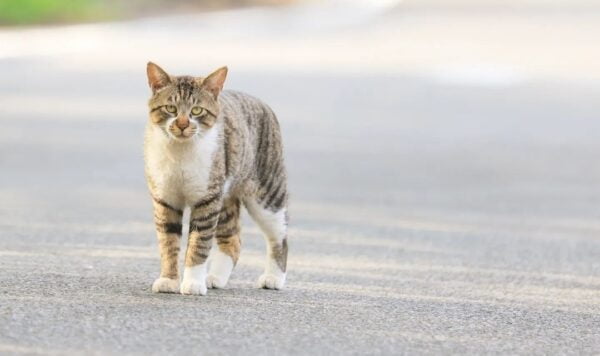 Arti Kucing Mati di Depan Rumah Menurut Islam