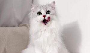 Kenapa Kucing Takut Timun? Ini Penjelasan Lengkapnya