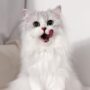 Kenapa Kucing Takut Timun? Ini Penjelasan Lengkapnya