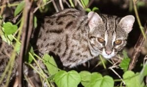 Kucing Berkaki Hitam Kenapa Mematikan?