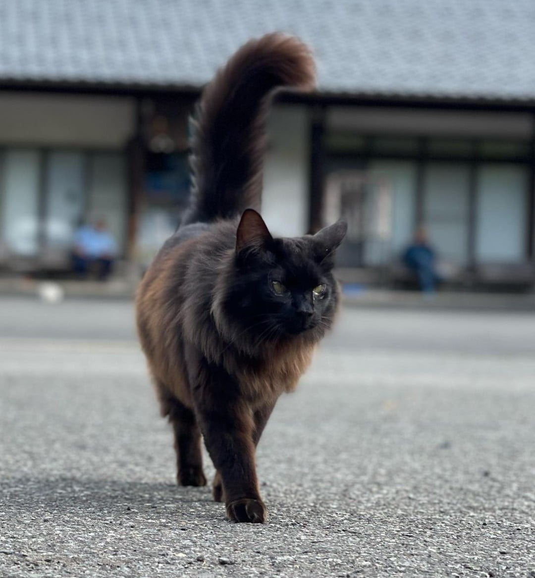 Kenapa Kucing Ngeselin? Ini Penjelasannya