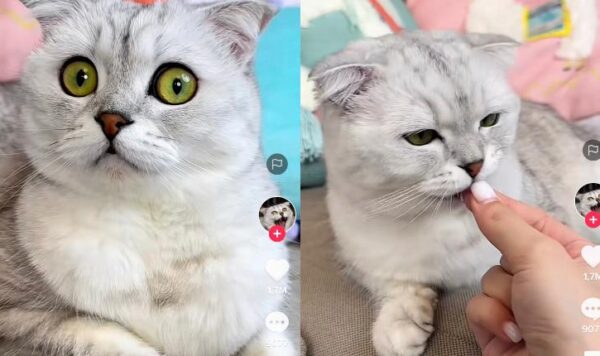 Video Tutorial Rayu Kucing Minum Obat, Endingnya Bikin Ngakak