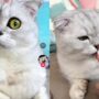 Kucing Minum Obat