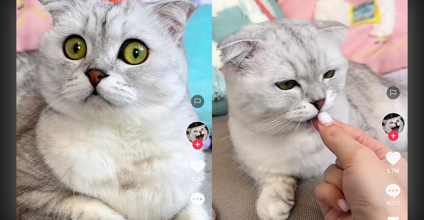 Kucing Minum Obat