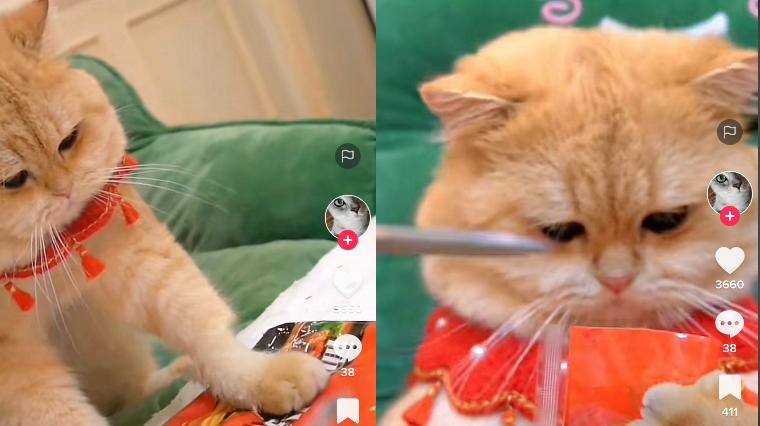 Kucing Masak