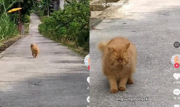 Video Kucing Tabrakan, Endingnya Bikin Bingung