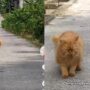Kucing Kaget