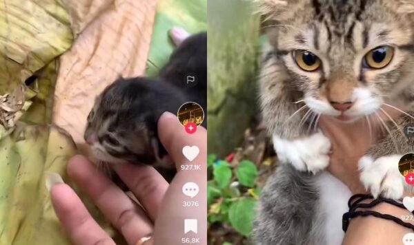 Video Kucing Takut Saat Diajak Keluar Rumah, Endingnya Bikin Kaget