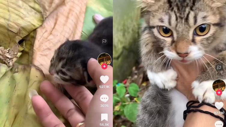 Video Kucing Takut Saat Diajak Keluar Rumah, Endingnya Bikin Kaget