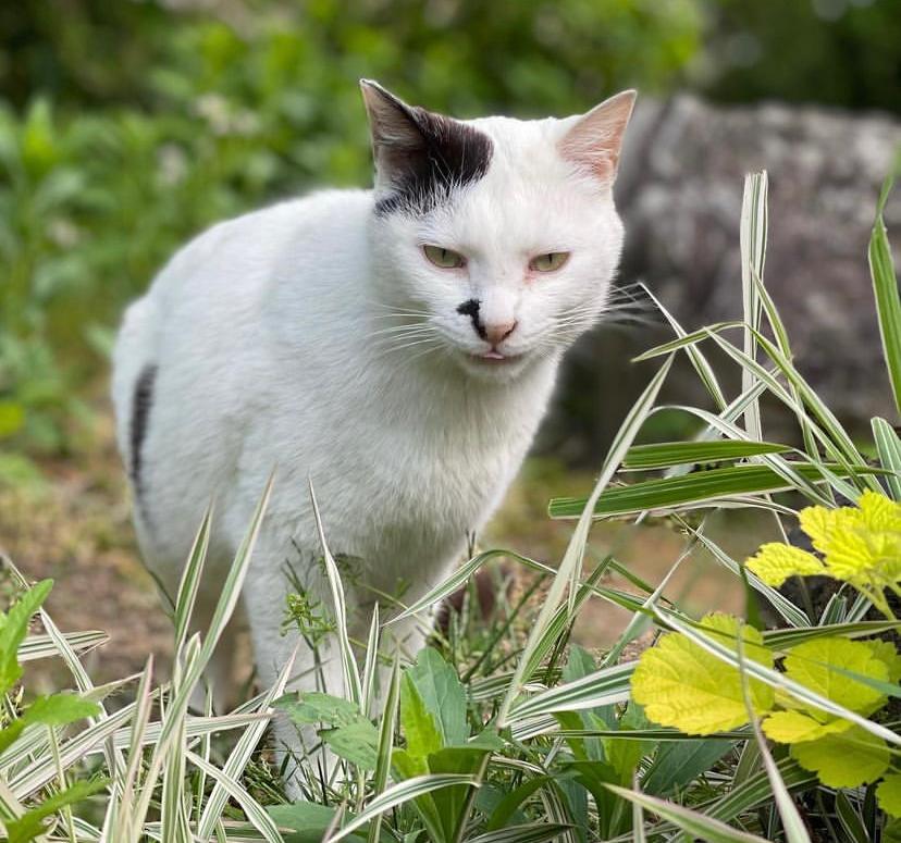 Ciri-Ciri Kucing Peduli Kepadamu