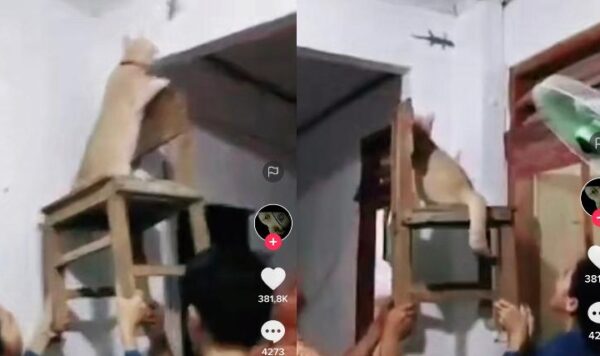 Video Kucing Bantu Warga Tangkap Tokek, Seru Banget