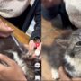 Kucing Suntik
