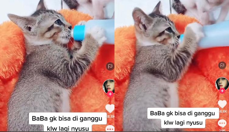 Kucing Lucu
