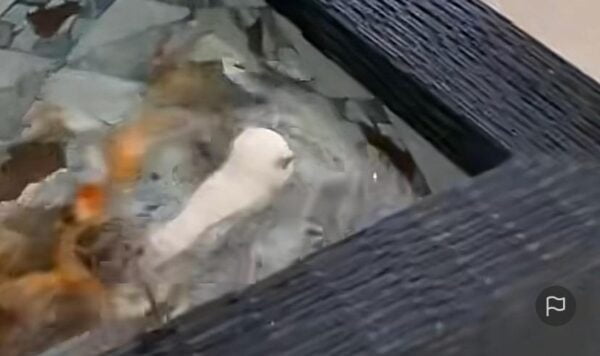 Video Kucing Bermain Dengan Ikan, Berenang Bersama