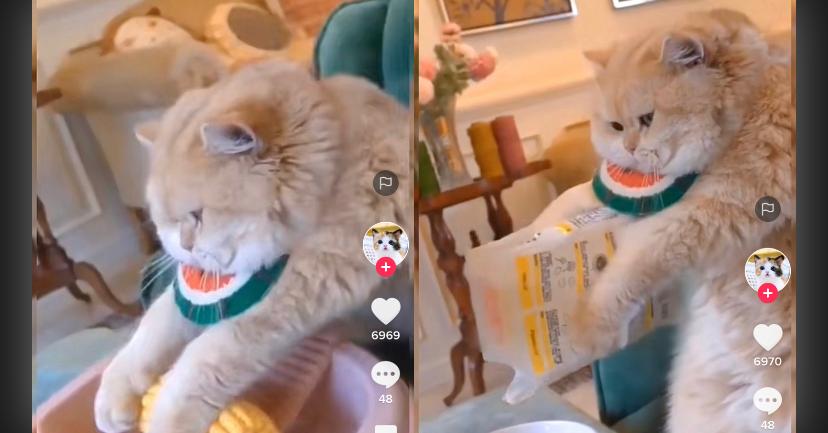 Kucing Masak
