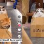 Kucing Bermain