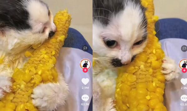 Video Kucing Asyik Banget Makan Jagung Rebus, Gak Mau Berbagi
