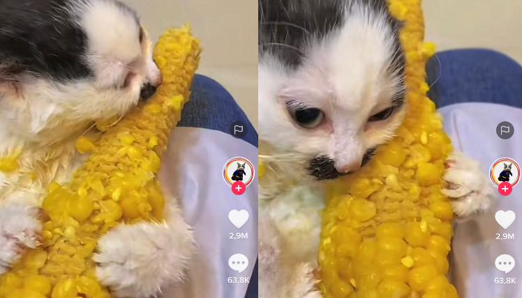 Kucing Makan