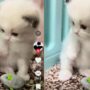 Kucing Lucu