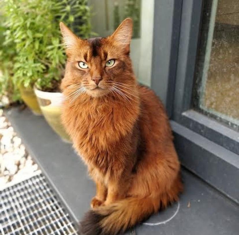 Kucing Somali dan Harganya