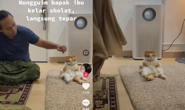 Video Lucu Kucing Ngantuk Saat Nungguin Pemiliknya Sholat, Gak Bisa Nahan