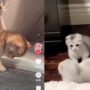Kucing Lucu