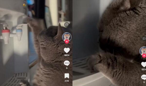 Video Kucing Pintar Bisa Minum Sendiri Dari Dispenser dan Bermain Gitar, Endingnya Bikin Kaget