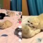 Kucing Lucu
