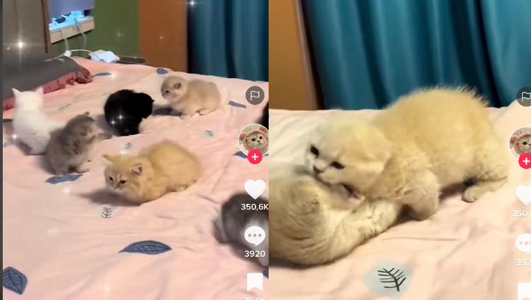 Kucing Lucu