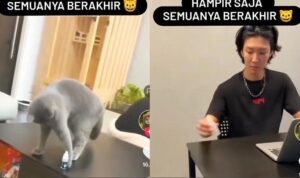 Video Lucu Kucing Ganggu Pemiliknya Saat Bekerja, Endingnya Bikin Ngakak