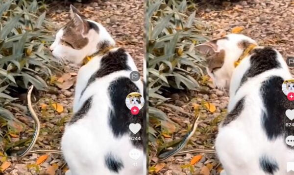 Video Kucing vs Ular, Endingnya Kocak Bener