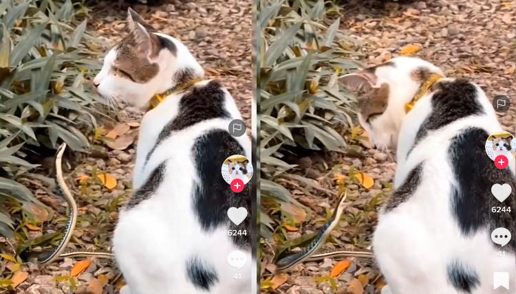 Kucing vs ular