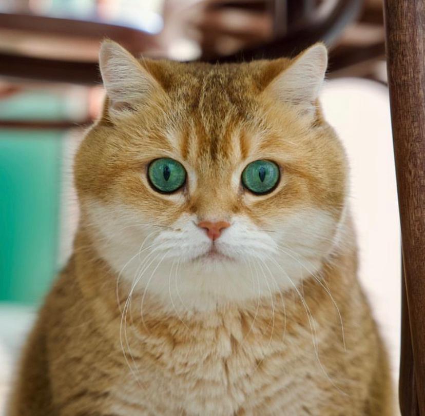 Sejarah Kucing dalam Islam