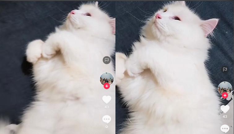 Kucing Malas