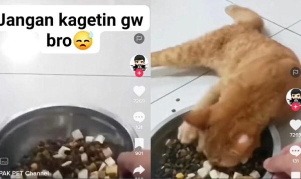 Video Kucing Oren Lucu Saat Dikasih Makan, Oleng Nyawanya Belum Terkumpul