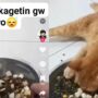Kucing Lucu