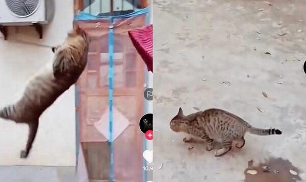 Video Kucing Bergelantungan Ditali Jemuran, Bak Ninja Warrior