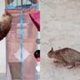 Kucing Olahraga