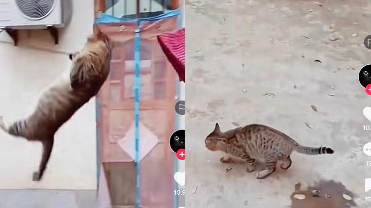 Kucing Olahraga